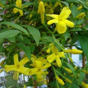 Jasminum humile Italian Jasmine plant image 1