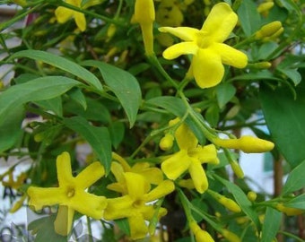 Jasminum humile Italian Jasmine plant