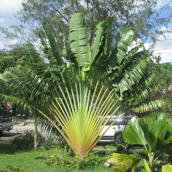 Travelers Palm | Ravenala madagascariensis 10 seeds