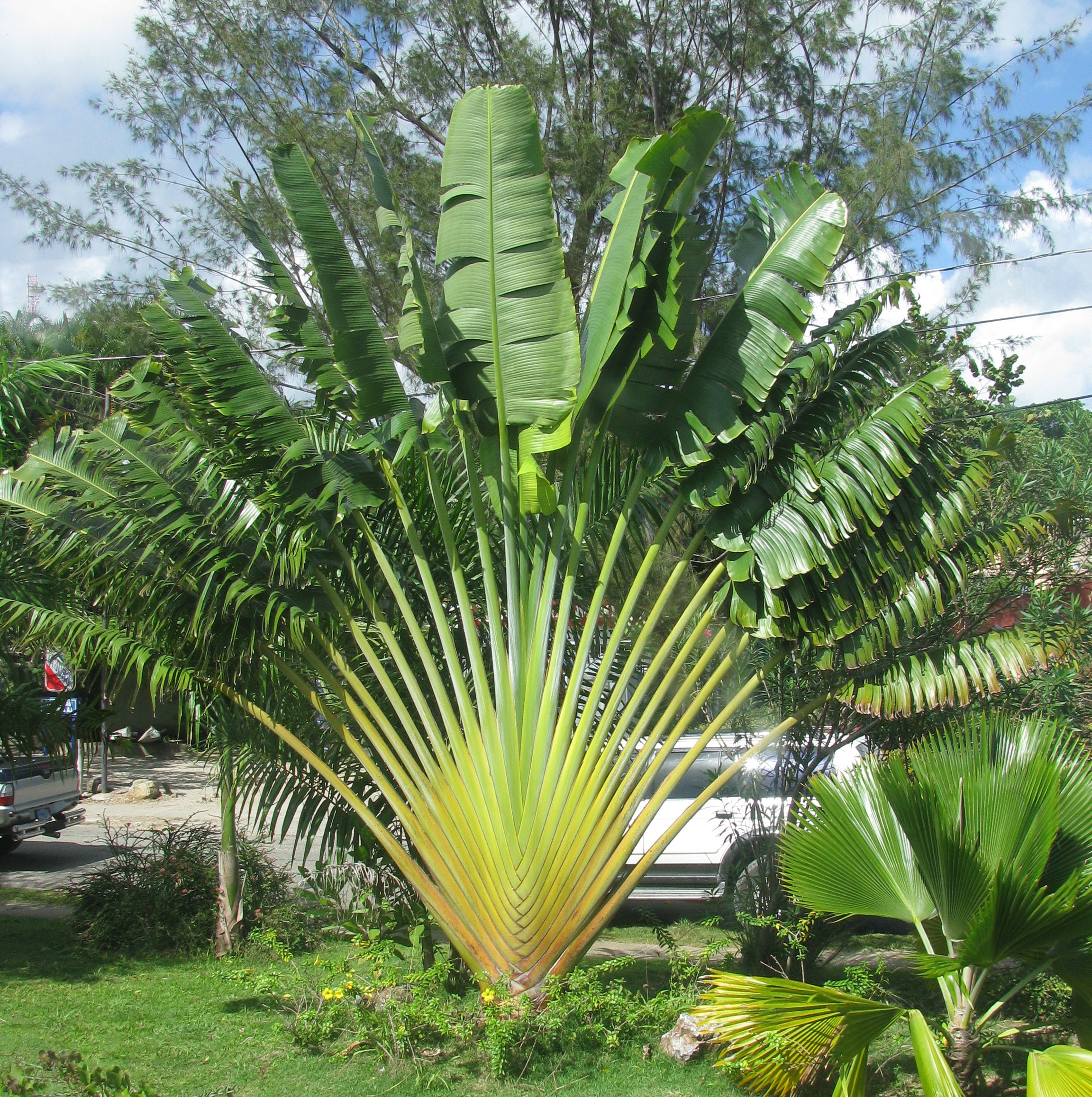 Ravenala madagascariensis Travelers Palm Pint Plant - Georgia Vines