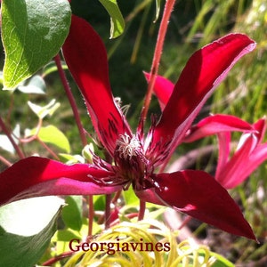 Clematis texensis Gravetye Beauty 10 seeds image 1