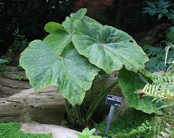 RARE Giant Leaf Begonia Begonia fusca 30 seeds