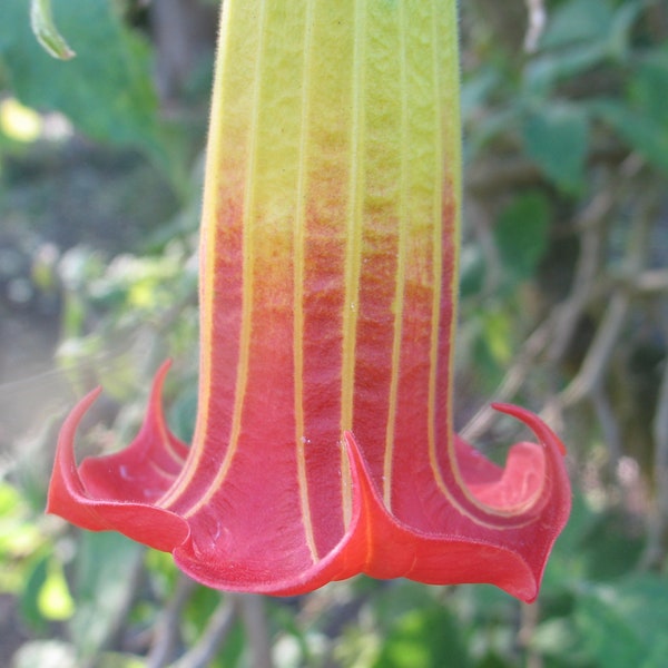 Angel Trumpet Brugmansia sanguinea red 15 seeds