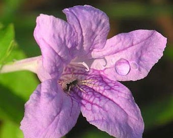 Limestone Wild Petunia Ruellia strepens 15 seeds