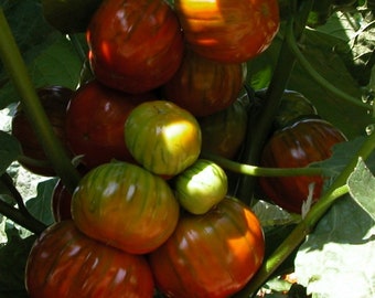 African eggplant Solanum aethiopicum 20 seeds