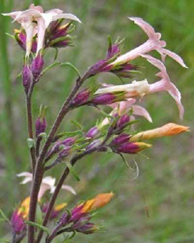 Skyrocket Trumpet Ipomopsis aggregata 10 seeds