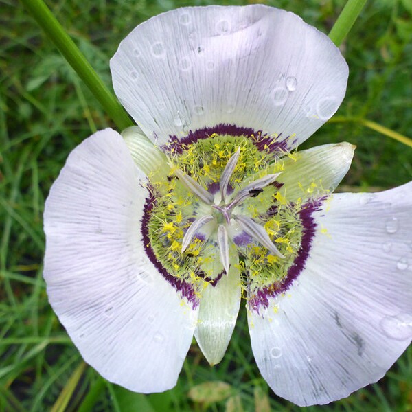 Mariposa Lily Calochortus gunnisonii 10 seeds