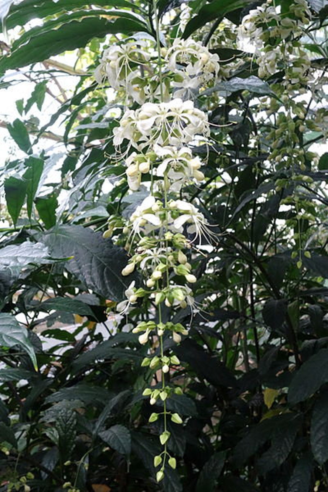 Clerodendrum Wallichii Bridal Veil Nutans Gallon Plant Etsy