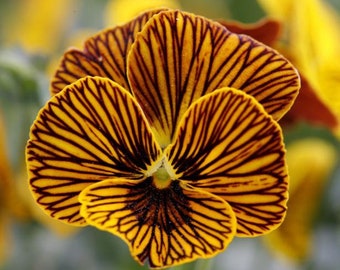 Tiger Eyes Viola x williamsii 10 seeds