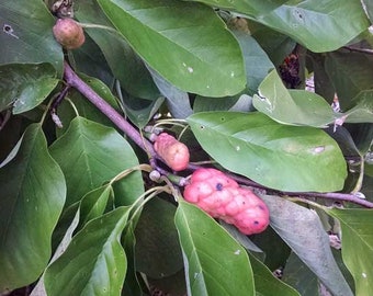 Cucumber Magnolia Magnolia acuminata 10 seeds