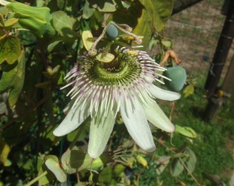 St Rule Passiflora gilbertii 5 seeds