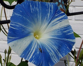 Flying Saucers Morning Glory Ipomoea 15 seeds