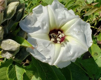 Mitla Tree Morning Glory Ipomoea murucoides  5 seeds