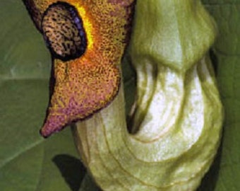 Aristolochia manshuriensis VERY RARE Vine 25 seeds