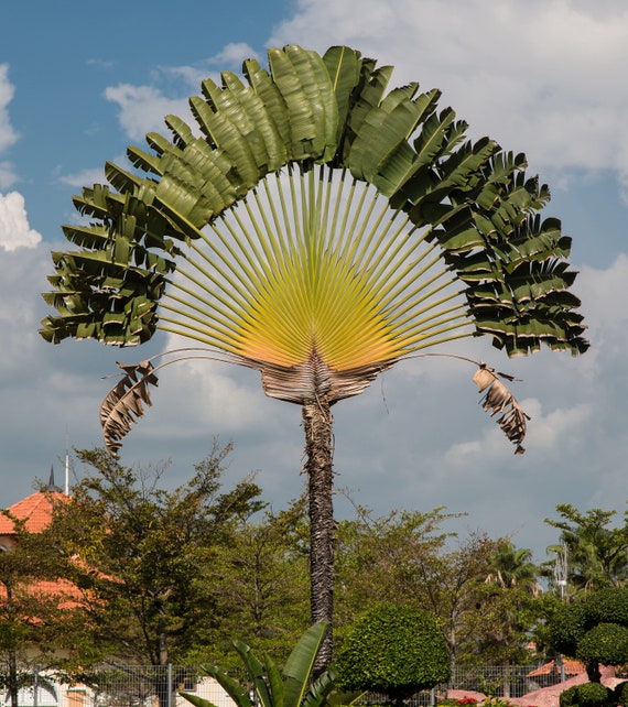 Travelers Tree or Travelers Palm, Ravenala madagascariensis Stock Photo -  Alamy