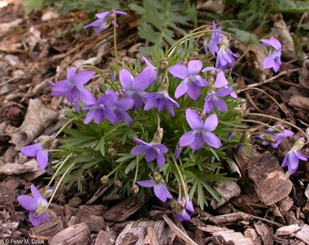 Viola pedatifida Purple Prairie Violet 15 seeds