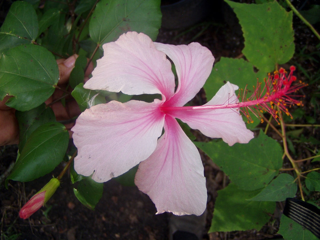 Tropical Hibiscus Hibiscus Weeping Albo Lacinatus Quart Plant Etsy