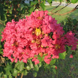 Lagerstroemia | Pink Velour | Crape Myrtle | 10 seeds