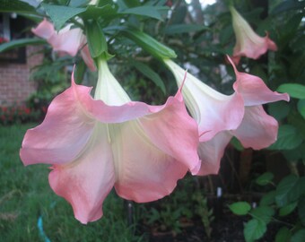 Angel Trumpet Brugmansia Isabella 10 seeds