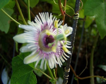 Woodland-Passion flower Passiflora morifolia 10 seeds
