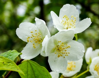 Mock Orange Philadelphus coronarius plant