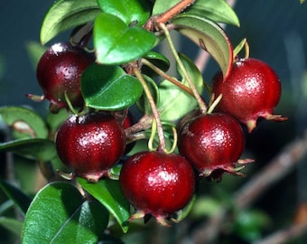 Ugni molinae | Chilean Guava | Strawberry Myrtle | 10 Seeds