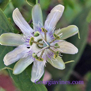 Maracuja de cobra Passiflora tenuifolia 10 seeds afbeelding 3