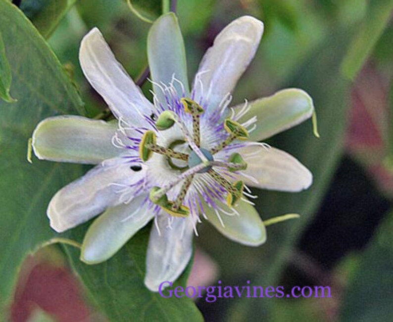 Maracuja de cobra Passiflora tenuifolia 10 seeds image 3