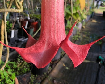 Brugmansia Theas Liebling large Plant