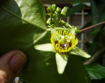 Corky stemmed Passion Flower Passiflora suberosa 10 seeds