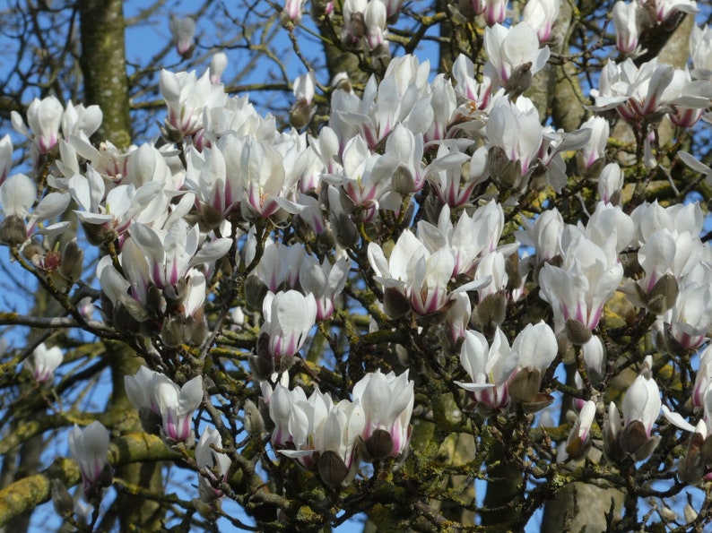 Magnolia Tree Structure Biondii’s Magnolia or Chinese Willow Leaf Magnolia 6 Seeds - Etsy