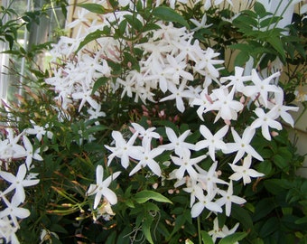 Pink or Winter Jasmine fragrant Jasminum polyanthum Plant
