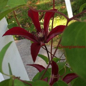 Clematis texensis Gravetye Beauty 10 seeds image 3