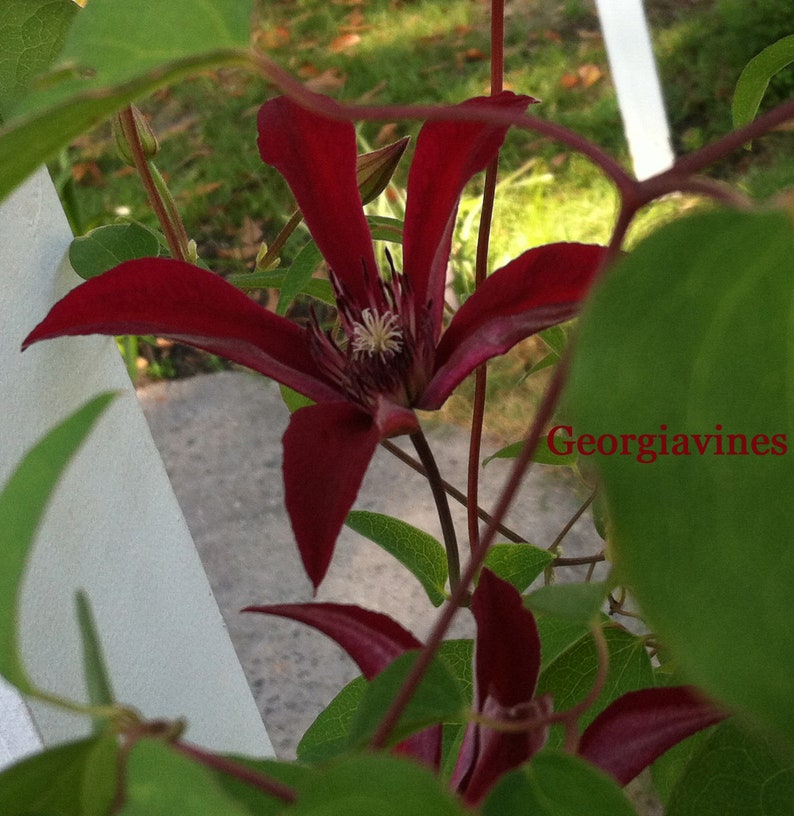 Clematis texensis Gravetye Beauty 10 seeds image 3