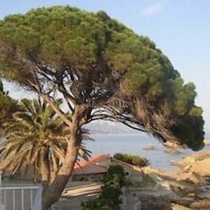 May include: A scenic coastal view featuring a large, green pine tree with a distinctive, umbrella-like shape. Palm trees and buildings with red tile roofs are visible. The background includes the sea and a clear blue sky.