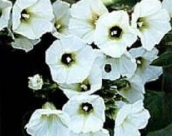 Christmas Vine Rivea corymbosa 10 seeds