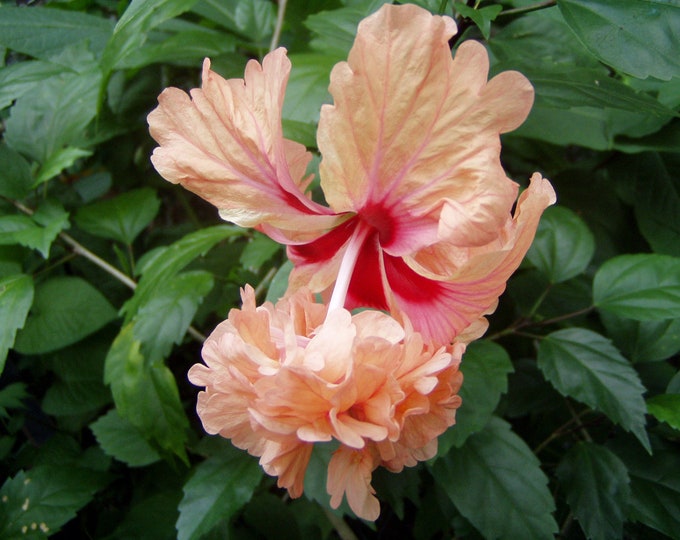 Tequila Sunrise Hibiscus Rosa Sinensis El Capitola Gallon Plant Etsy