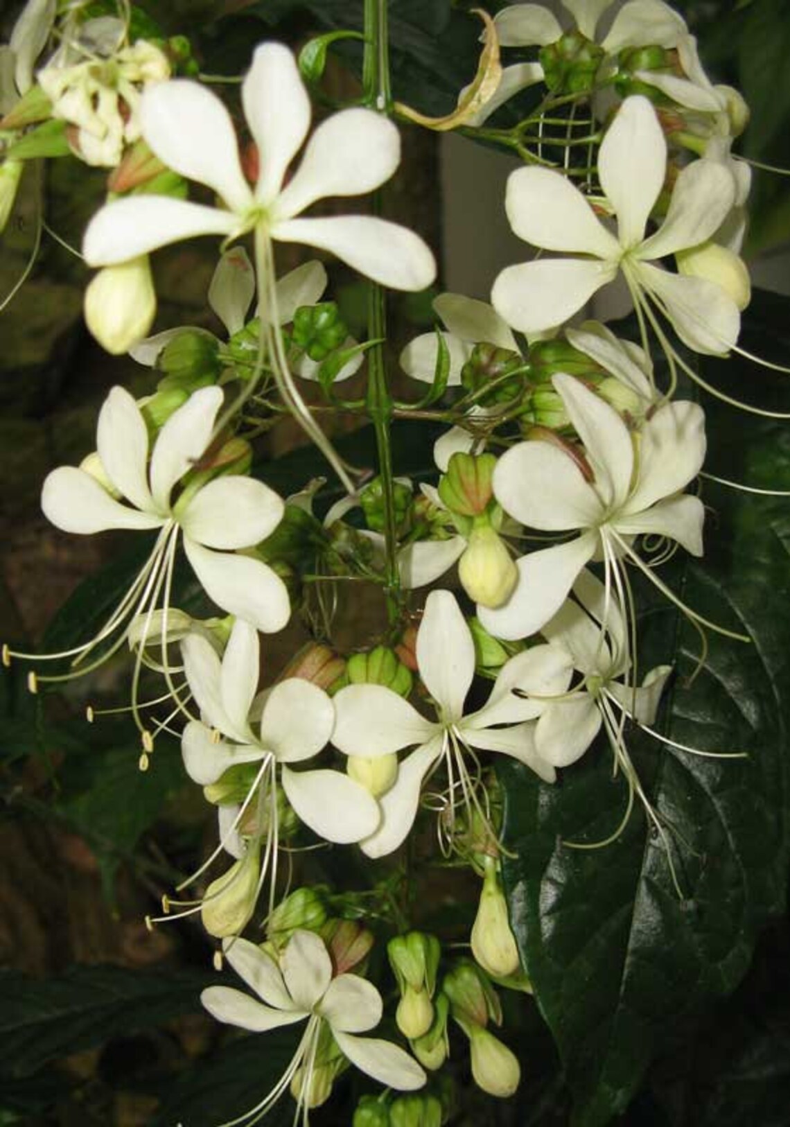 Clerodendrum Wallichii Bridal Veil Nutans Pint Plant Etsy