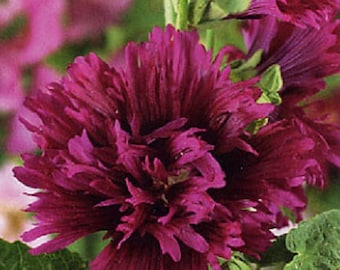 Alcea rosea Queeny Mix 20 seeds