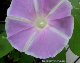 Morning Glory Ipomoea Mt Fuji No Monet Lavender 6 seeds