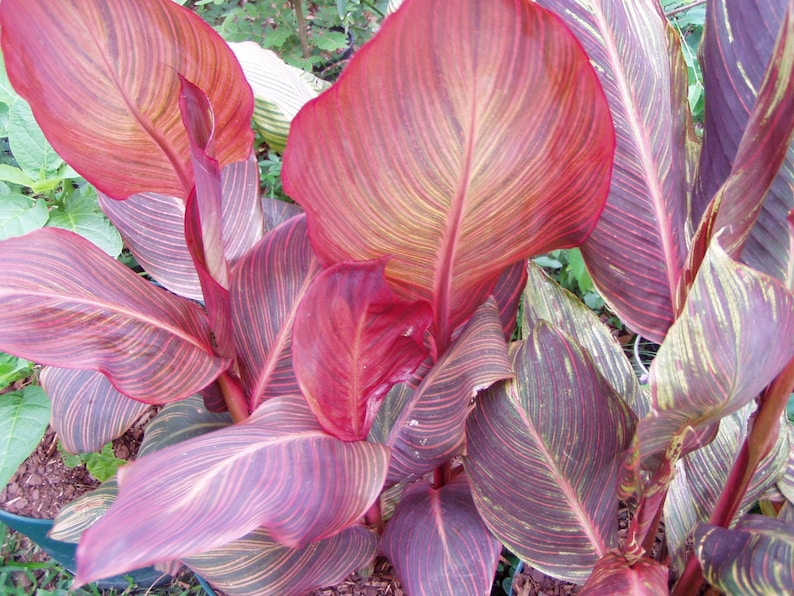 Canna Lily Phasion Variegated Gallon Plant Etsy