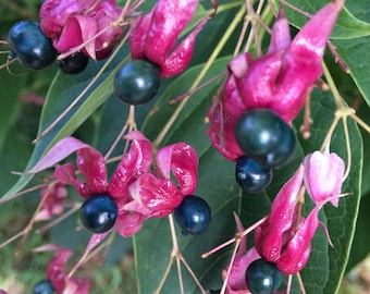 Clerodendrum trichotomum Harlequin Glory Bower Plant (dormant)