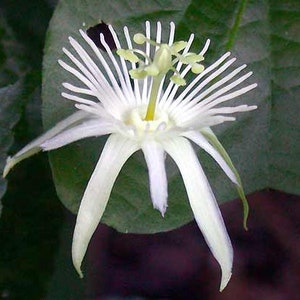 May include: A close-up of a white passionflower with long, thin petals radiating from the center. The flower has a complex structure with delicate, thread-like filaments and a green stem, set against a backdrop of green leaves.