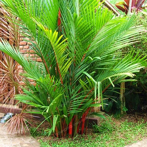 May include: A vibrant green palm plant with bright red stems. The plant has long, slender leaves and is surrounded by green grass and a brick wall in the background. The plant is a lush, tropical addition to any garden.