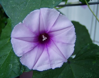 Lavender Moon Vine Morning Glory Ipomoea turbinata 15 seeds
