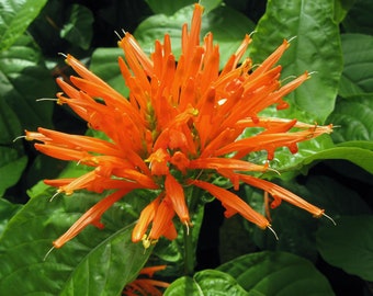 Justicia spicigera Mexican honeysuckle firecracker quart plant