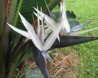 Black Bird Paradise Strelitzia nicolai Giant  8 seeds