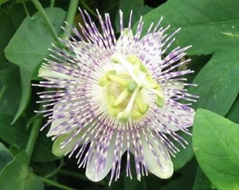 Velcro Passion Fruit Passiflora adenopoda 5 seeds