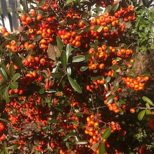 Pyracanthus | Orange Glo | 50 seeds