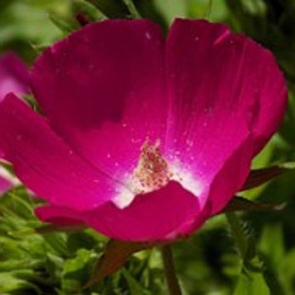 Purple poppy mallow Callirhoe involucrata | 10 seeds